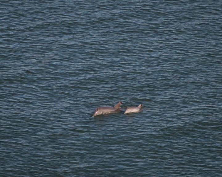dolphins-near-hilton-head-in-beaufort-sc-high-tide-aviation-tours